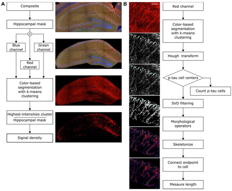 Theranostics Image