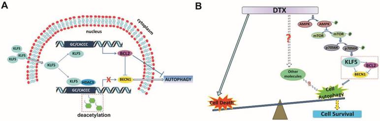 Theranostics Image