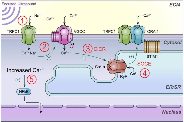 Theranostics Image