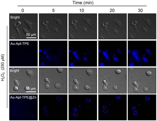 Theranostics Image