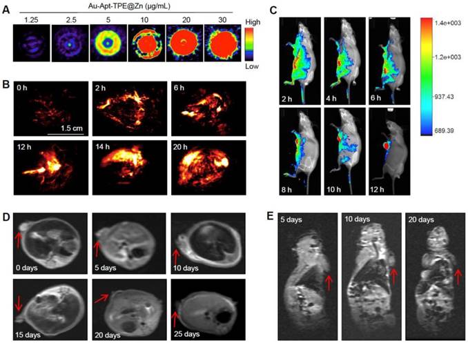 Theranostics Image