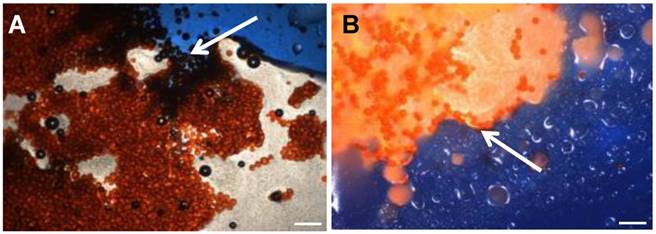 Theranostics Image