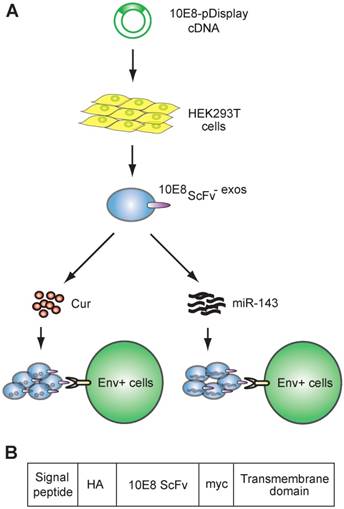 Theranostics Image