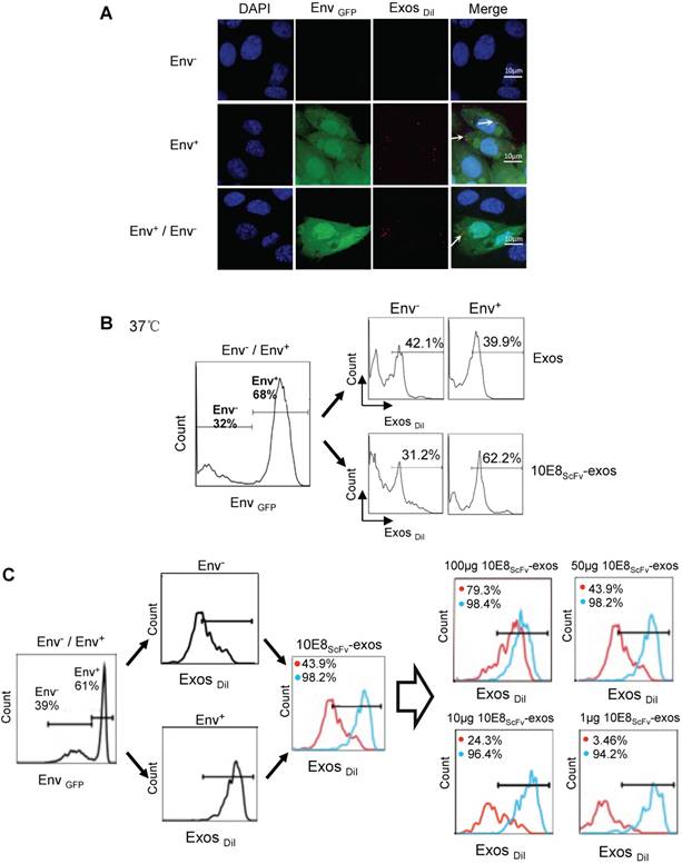 Theranostics Image