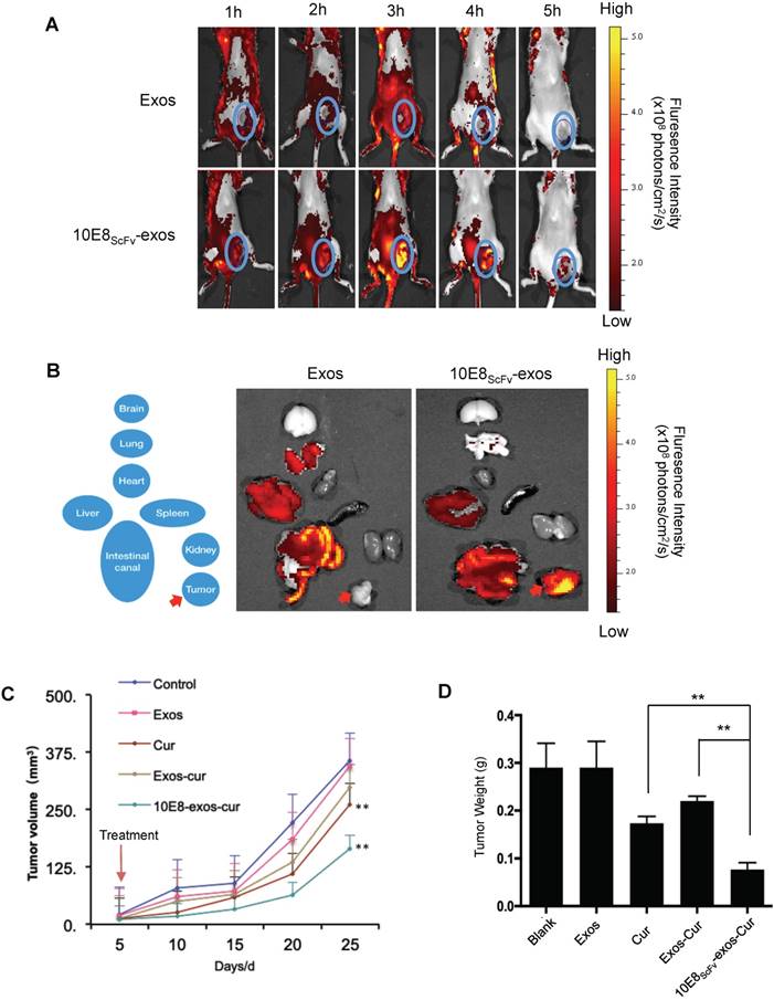 Theranostics Image