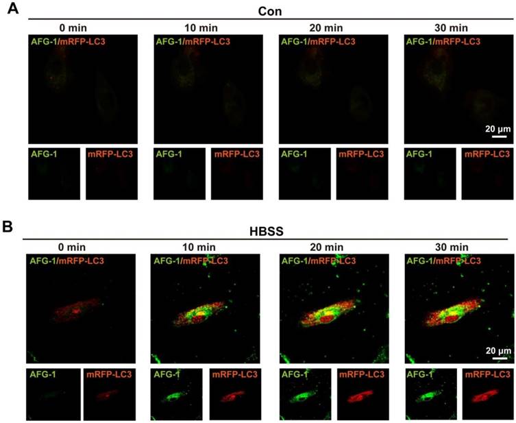 Theranostics Image