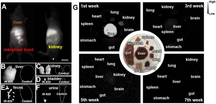 Theranostics Image