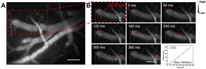 Theranostics Image