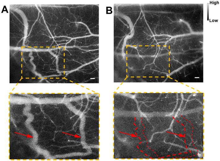 Theranostics Image