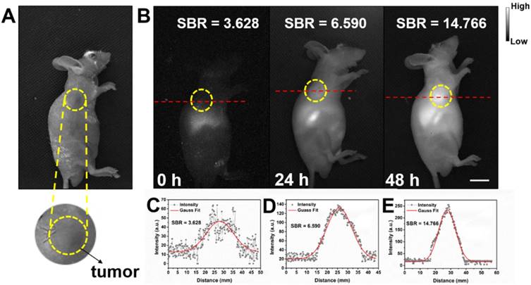 Theranostics Image