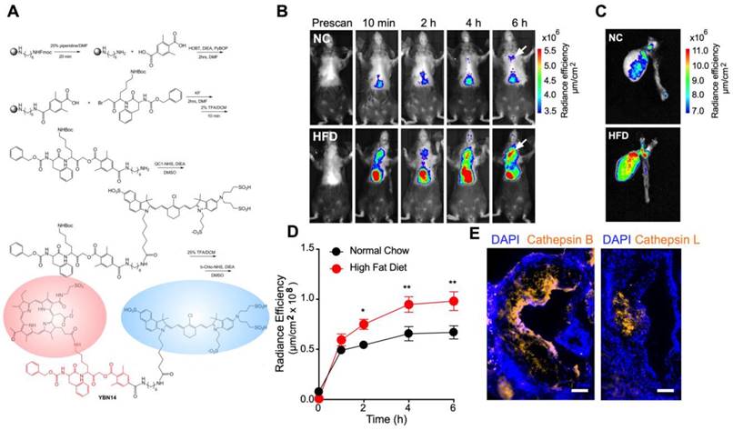 Theranostics Image