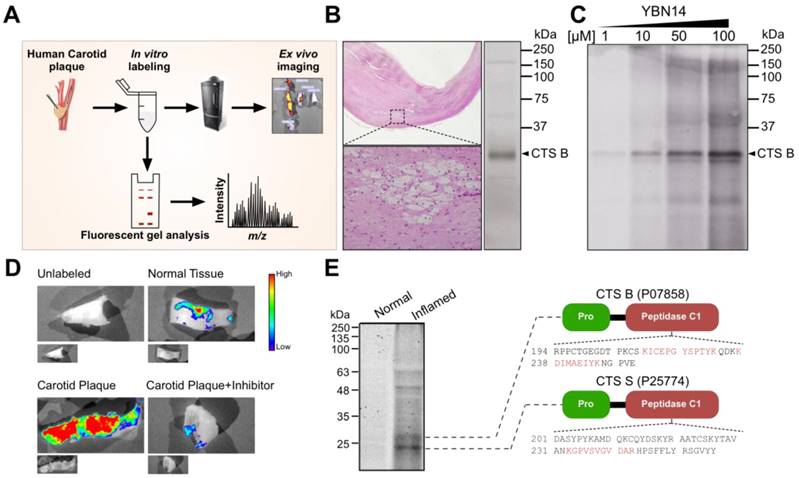 Theranostics Image