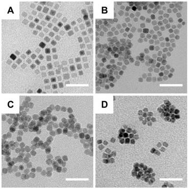 Theranostics Image