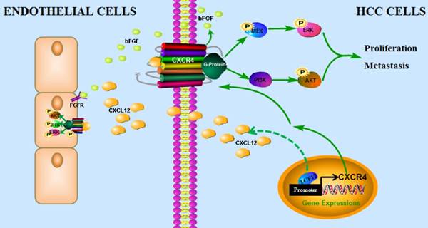 Theranostics Image