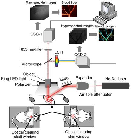 Theranostics Image