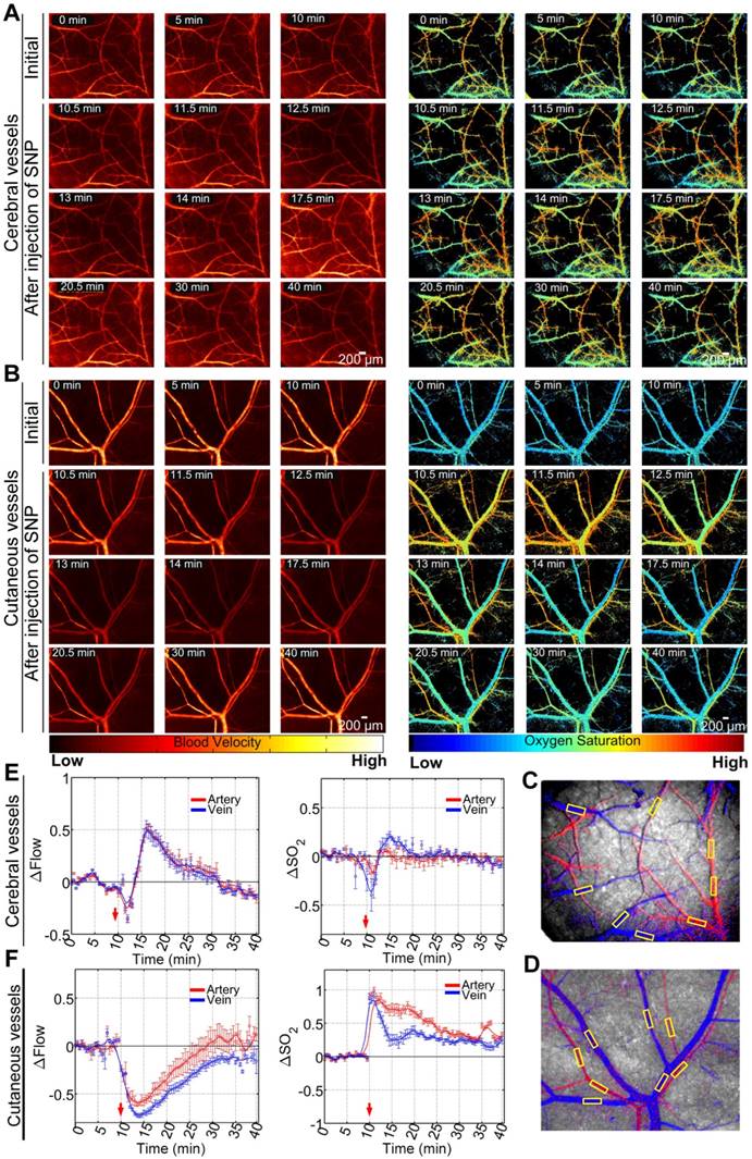 Theranostics Image