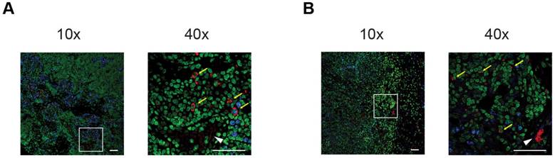 Theranostics Image