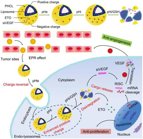 Theranostics Image