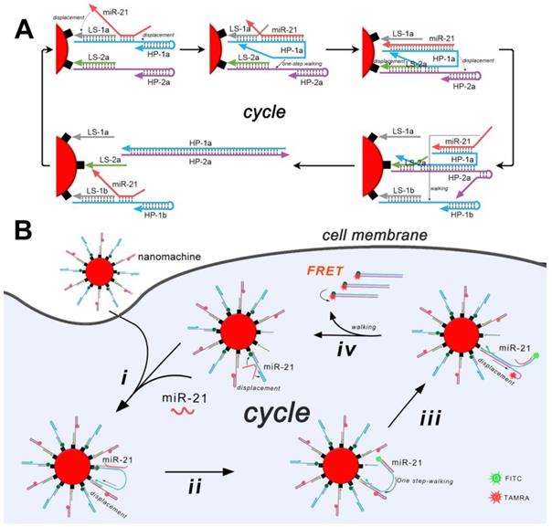 Theranostics Image