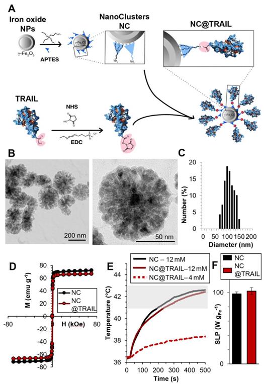 Theranostics Image