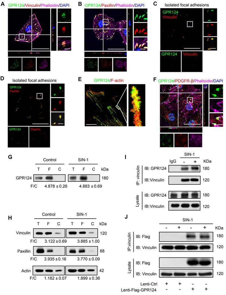 Theranostics Image