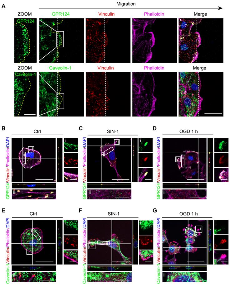 Theranostics Image