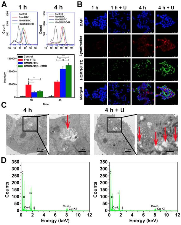 Theranostics Image