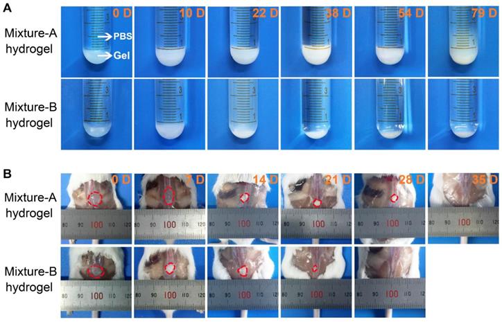 Theranostics Image