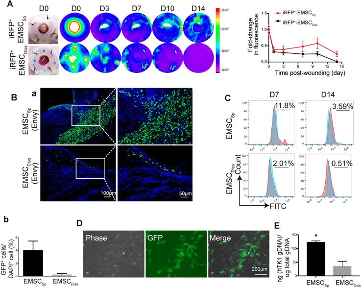 Theranostics Image