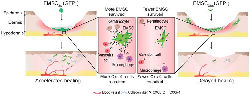 Theranostics Image