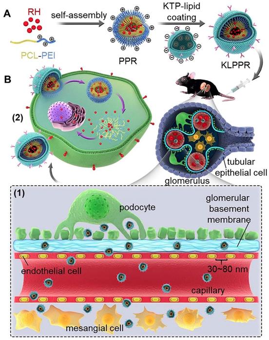 Theranostics Image