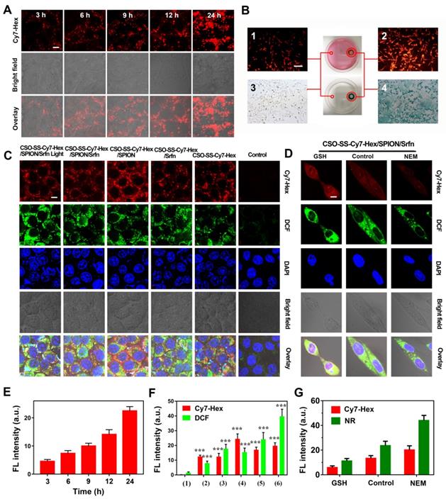 Theranostics Image