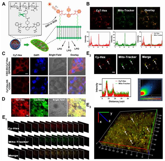 Theranostics Image