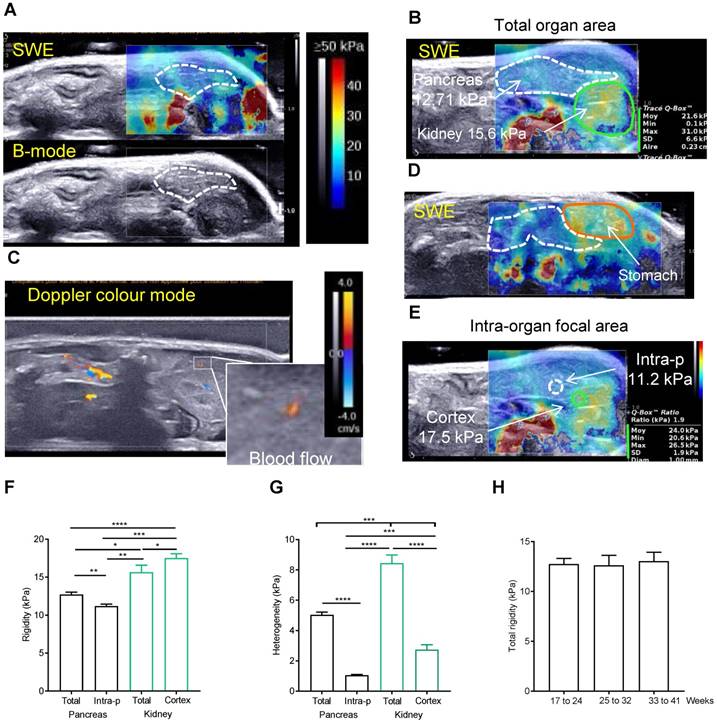 Theranostics Image