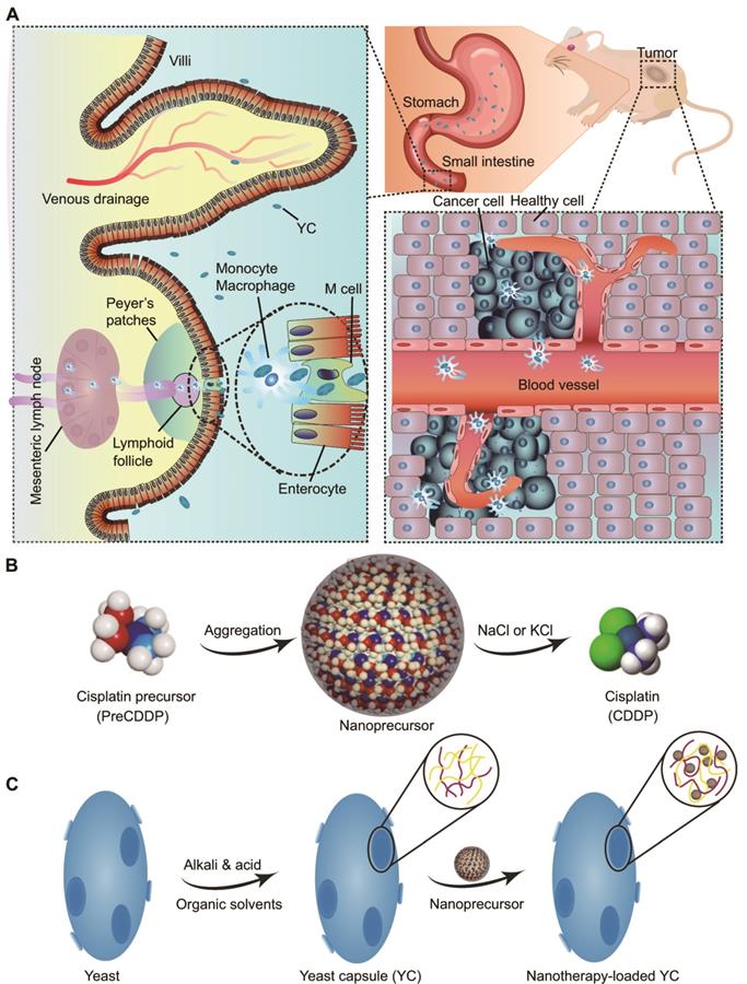 Theranostics Image