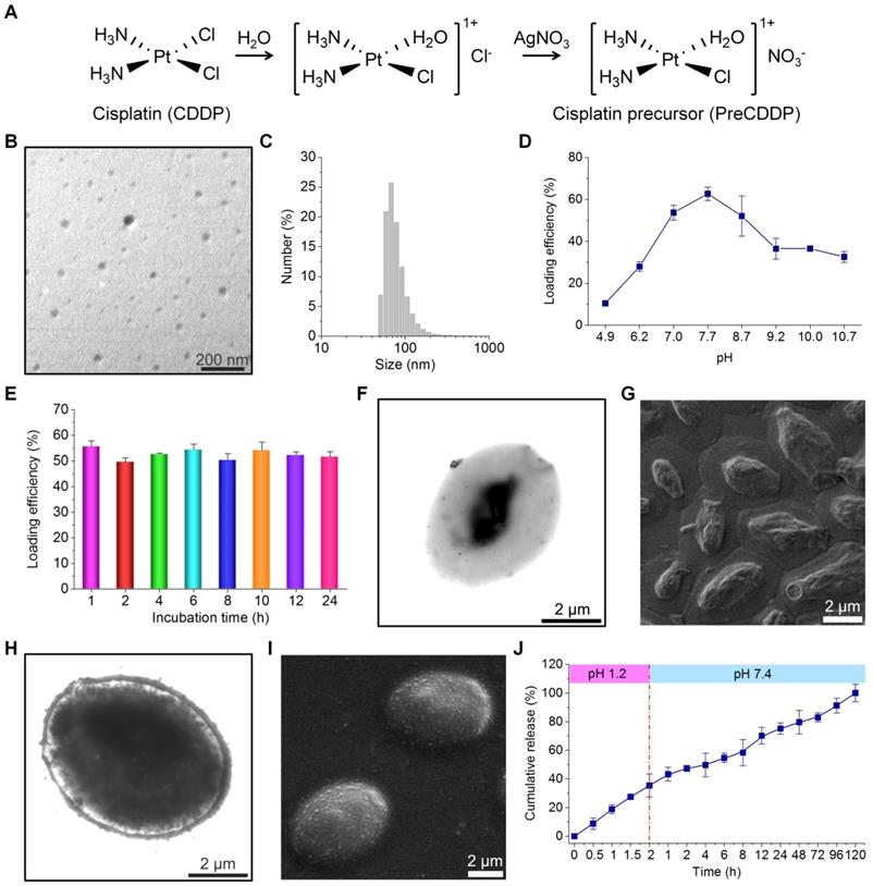 Theranostics Image