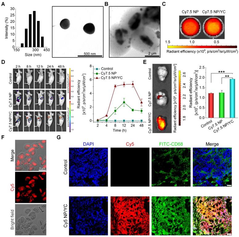 Theranostics Image