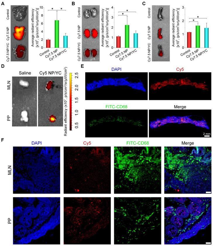 Theranostics Image