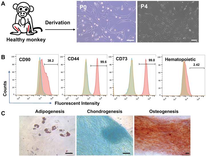 Theranostics Image