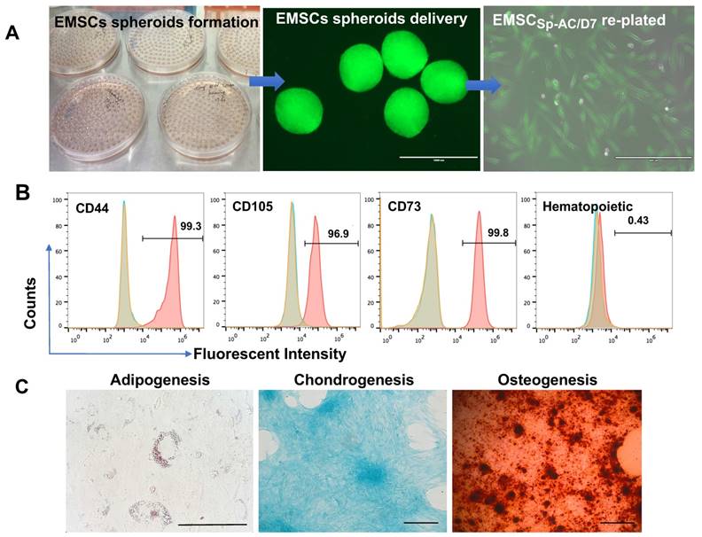 Theranostics Image