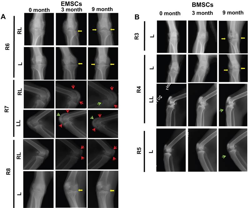 Theranostics Image