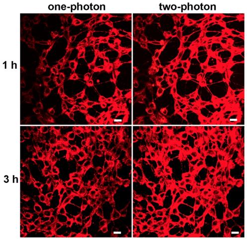 Theranostics Image