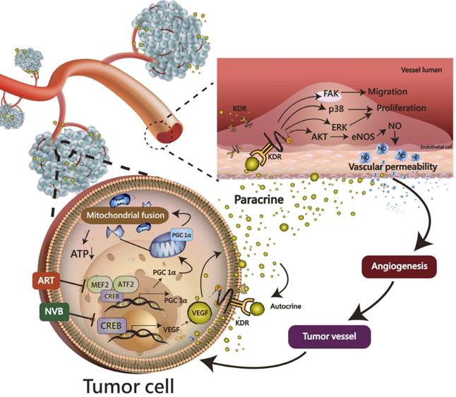 Theranostics Image