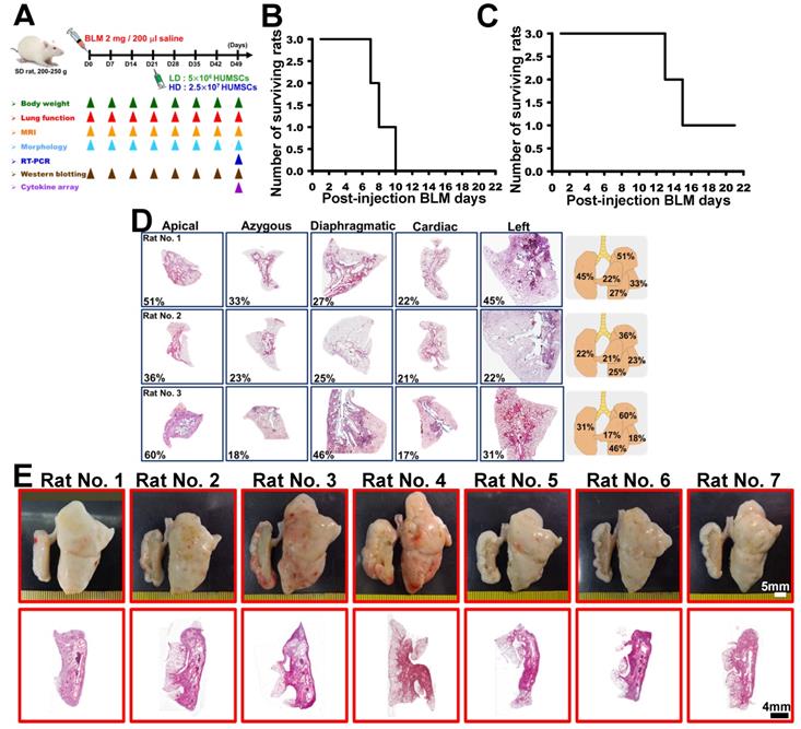 Theranostics Image