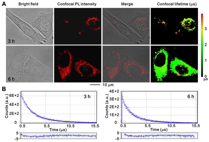 Theranostics Image