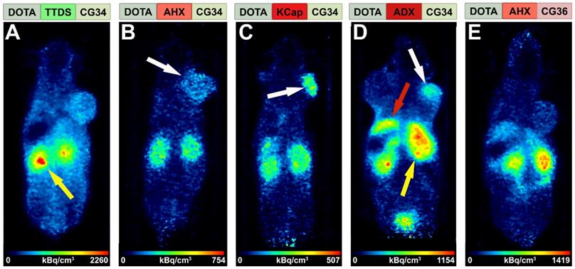 Theranostics Image