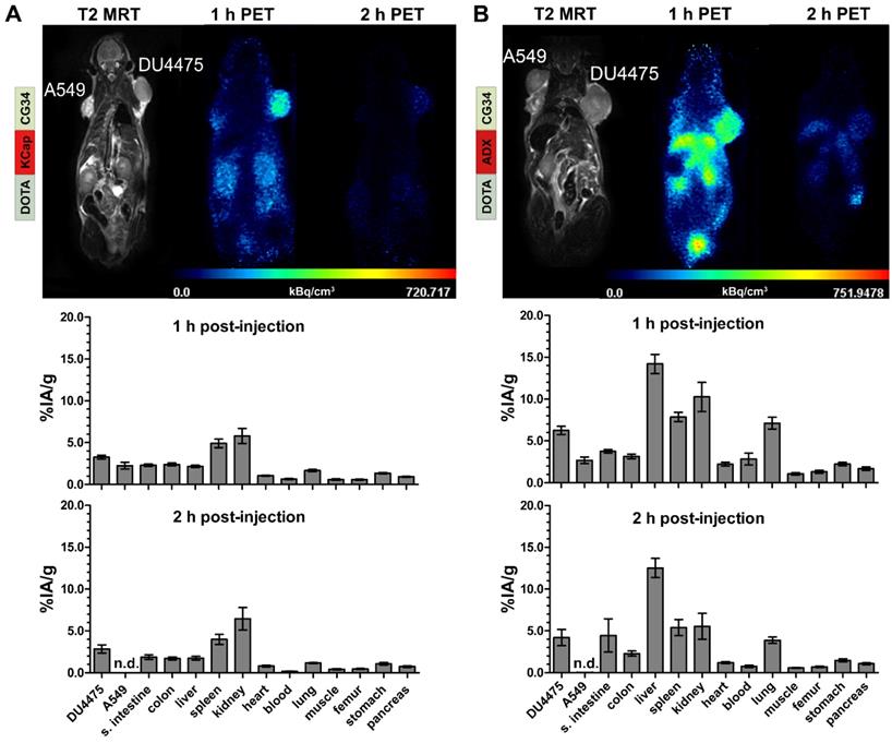 Theranostics Image