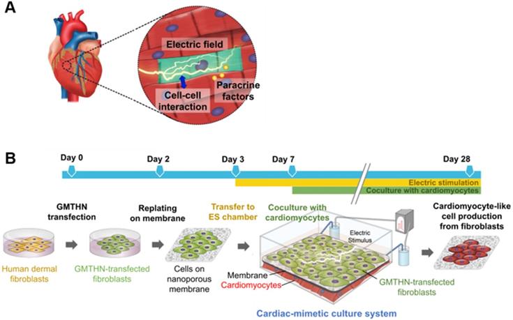 Theranostics Image