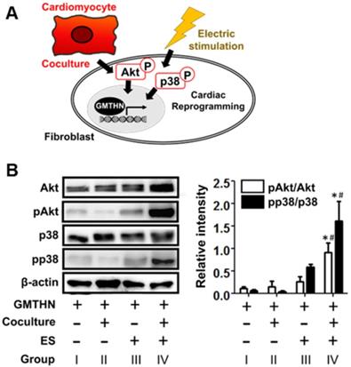 Theranostics Image