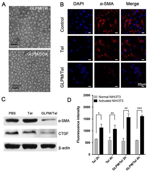 Theranostics Image